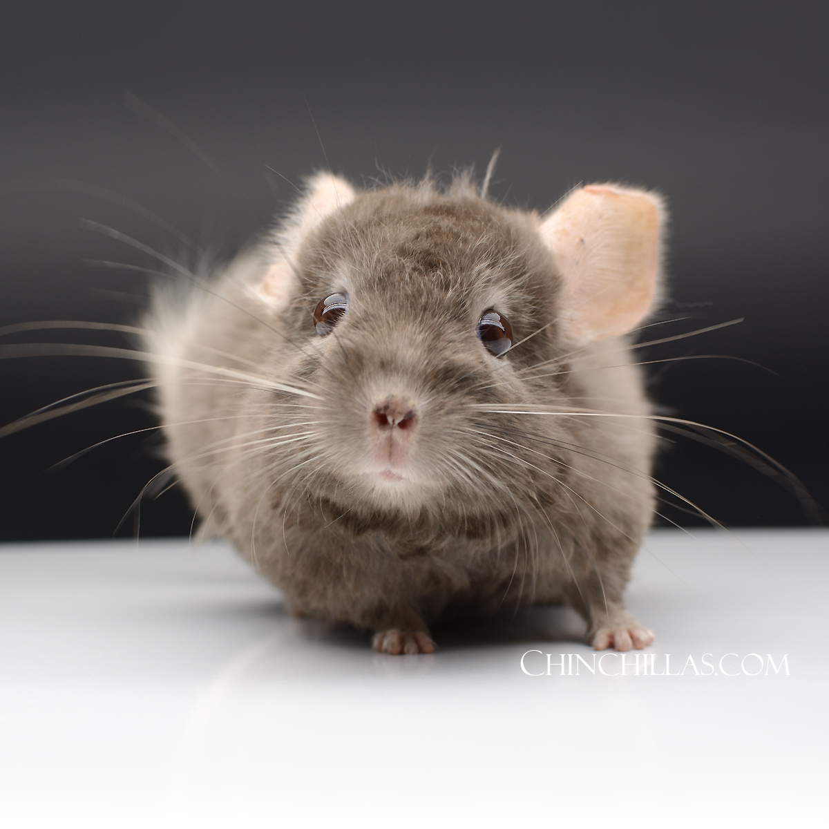 The Charming and Charismatic Locken chinchilla